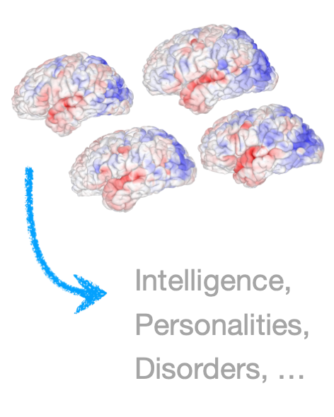 Individual differences in brain organization and their correlates